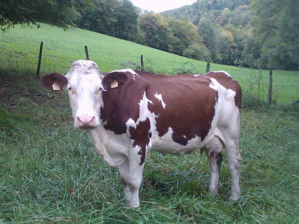 Le logo de La ferme de blanaz