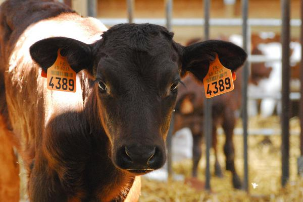 Le logo de La ferme des Bayottes