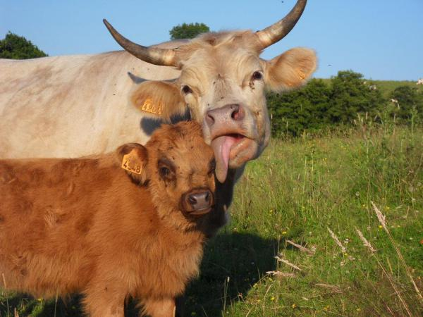 Le logo de Ferme Charton - La-viande-est-dans-le-pré.fr