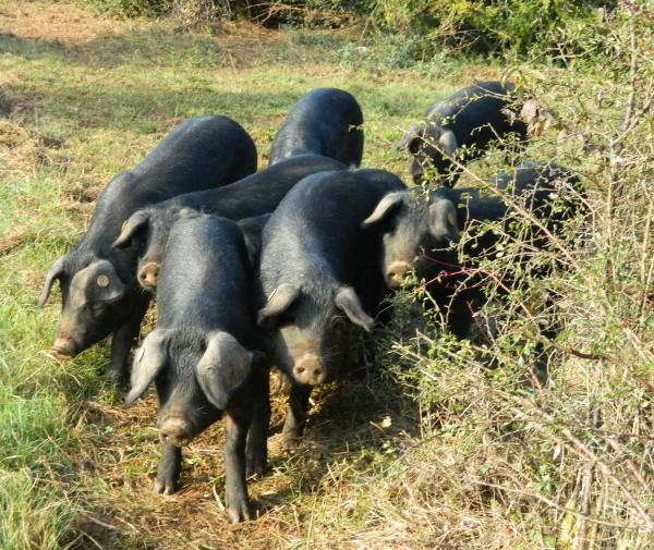 Le logo de porc gascon de la ferme du chapiron