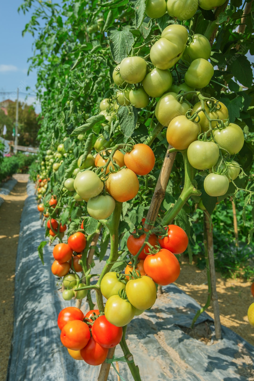 Le logo de AZ Frais Légumes 